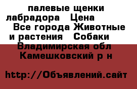 палевые щенки лабрадора › Цена ­ 30 000 - Все города Животные и растения » Собаки   . Владимирская обл.,Камешковский р-н